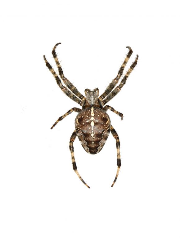 Cross Spider Extermination in Fort Worth, TX