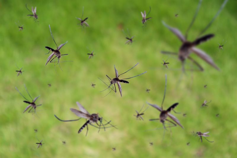 Fly Pest Control in Frisco, TX