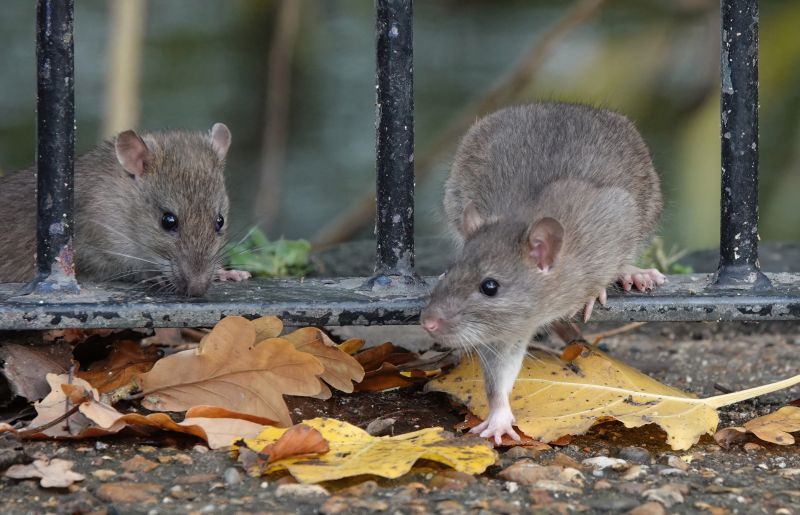 Rat Fumigation Service in Naperville, IL