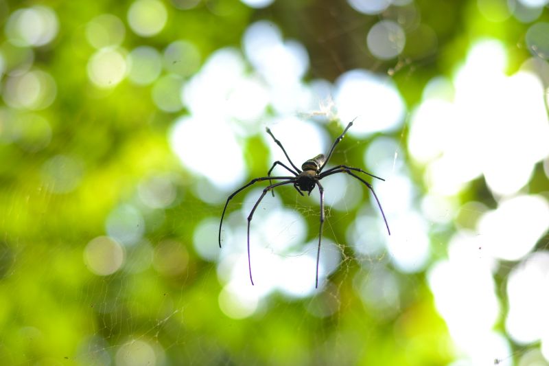 Spider Extermination Service in Denton, TX