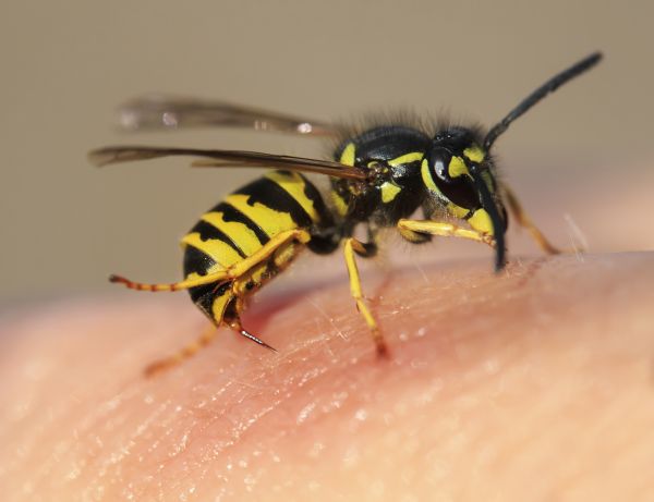 Wasp Control Service