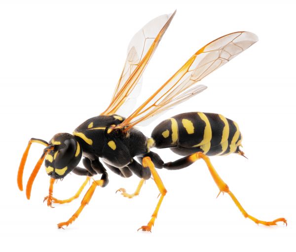 Yellowjacket Extermination