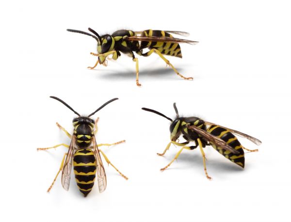 Yellowjacket Removal