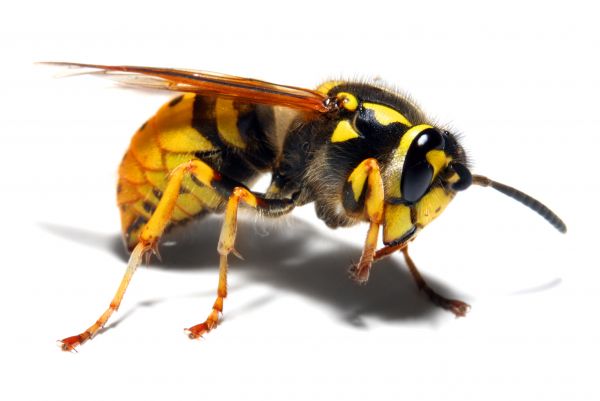 Yellow Jacket Elimination