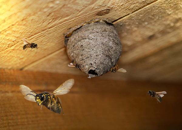 Paper Wasp Removal - Paper Wasp Removal Houston, Texas