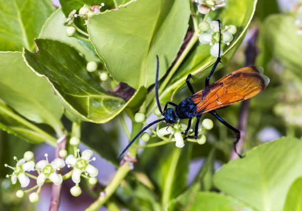 Hornet Control Service