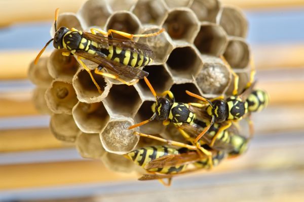 Hornet Pest Control