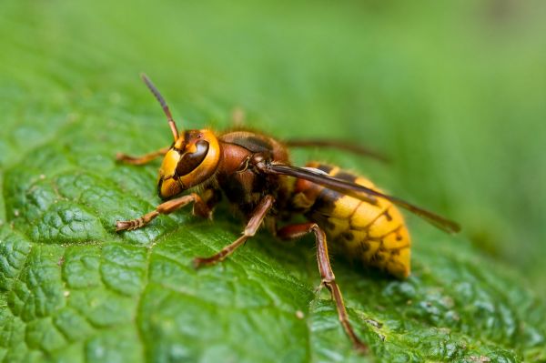 Hornet Control Service