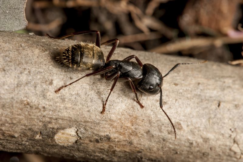 Black Ant Extermination in Rockwall, TX