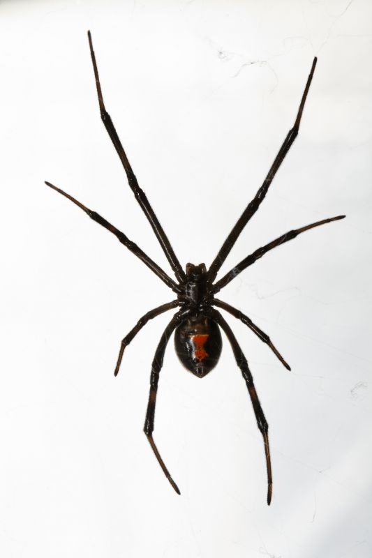 Black Widow Extermination in Katy, TX
