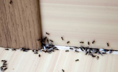 Carpenter Ant Extermination in New Braunfels, TX