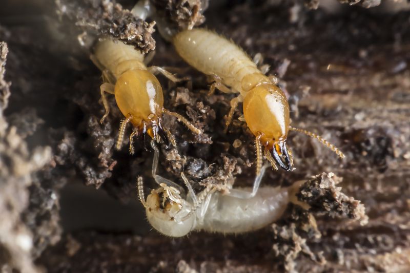 Commercial Termite Treatment in Katy, TX