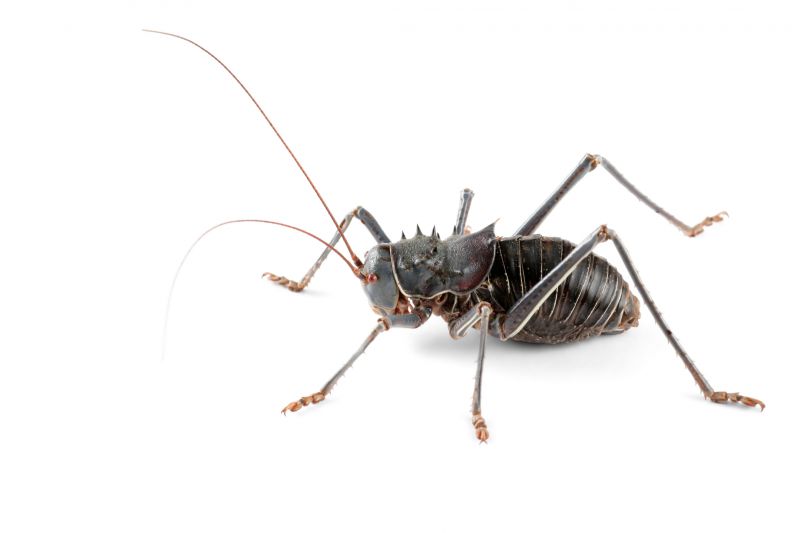 Cricket Prevention in Katy, TX