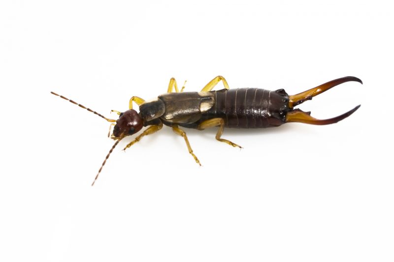 Earwig Extermination in Katy, TX