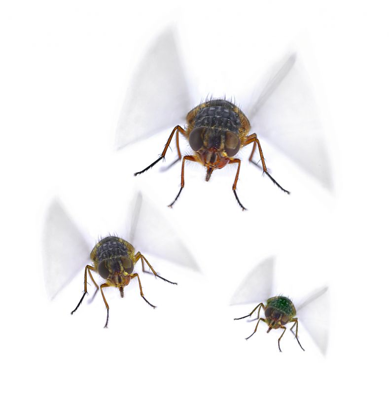 Fly Control Service in Arlington, TX