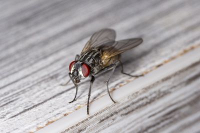 Fly Extermination in Rockwall, TX
