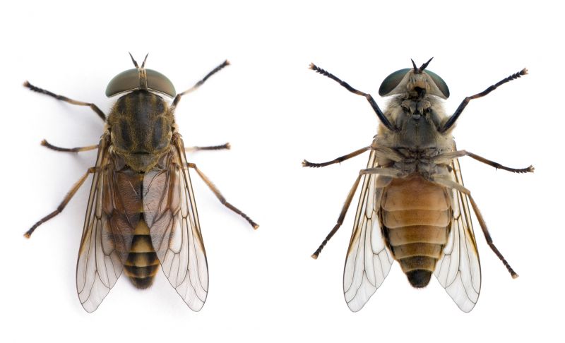 Fly Infestation Extermination in Frisco, TX