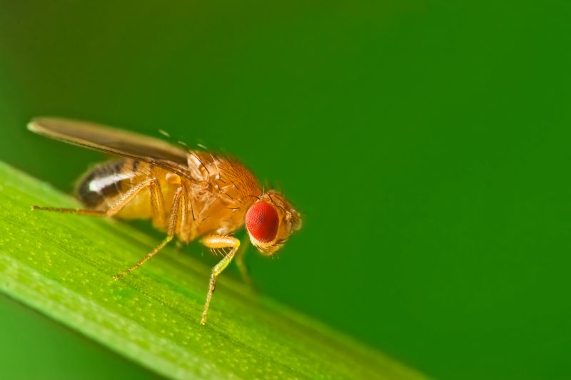 Fruit Fly Extermination in Fort Worth, TX