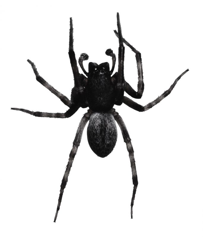 Huntsman Spider Extermination in Mckinney, TX