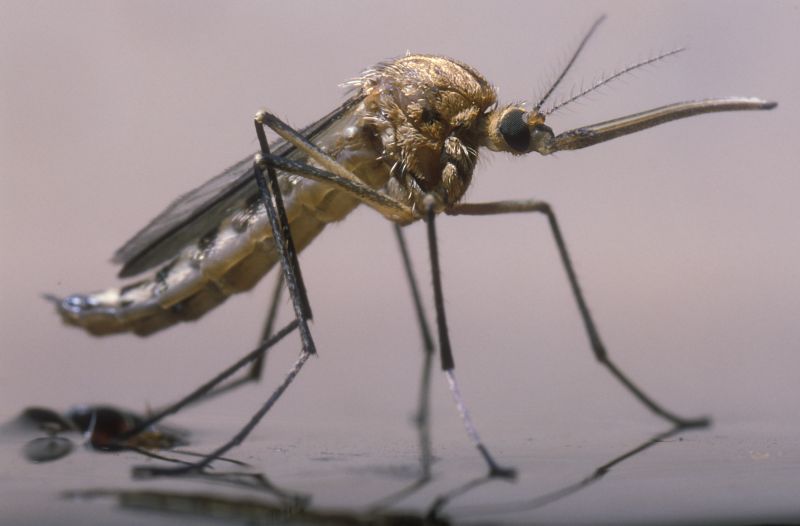 Mosquito Control Service in New Braunfels, TX
