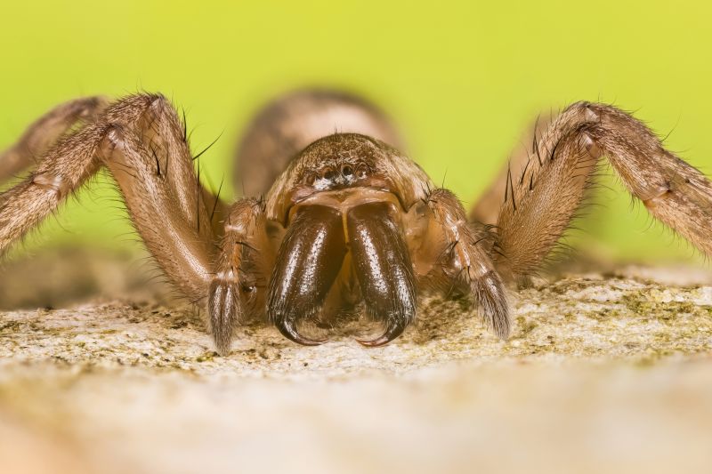Mouse Spider Extermination in Frisco, TX