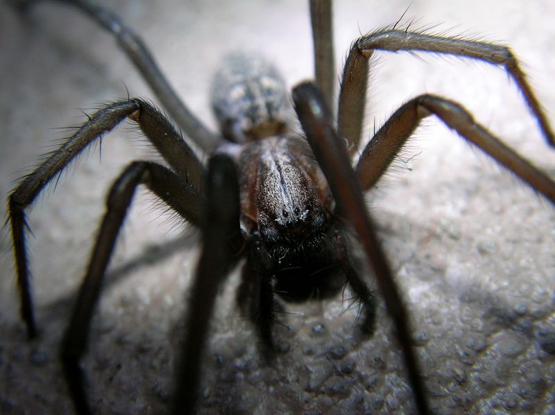 Spider Extermination Service in Rockwall, TX