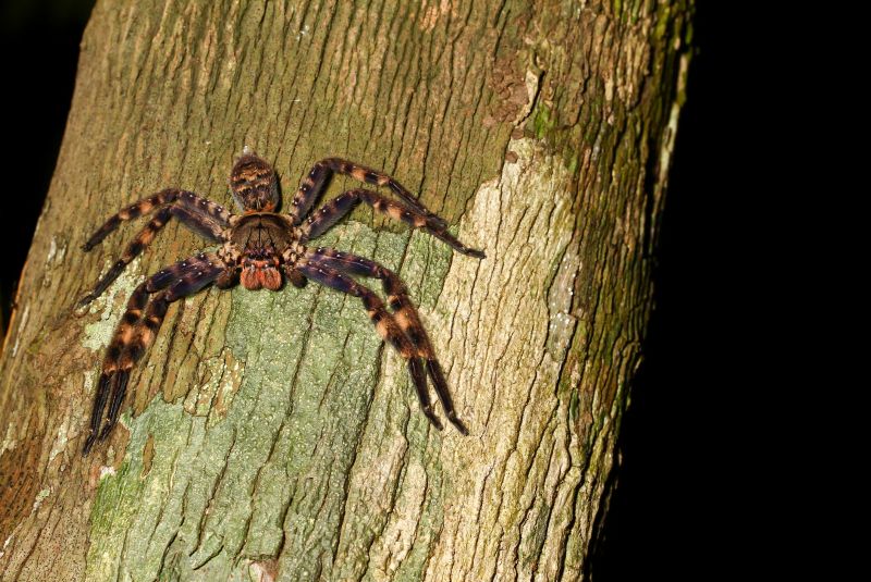 Tarantula Hawk Control