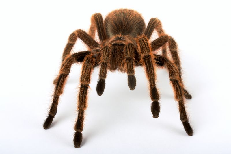 Tarantula Hawk Control