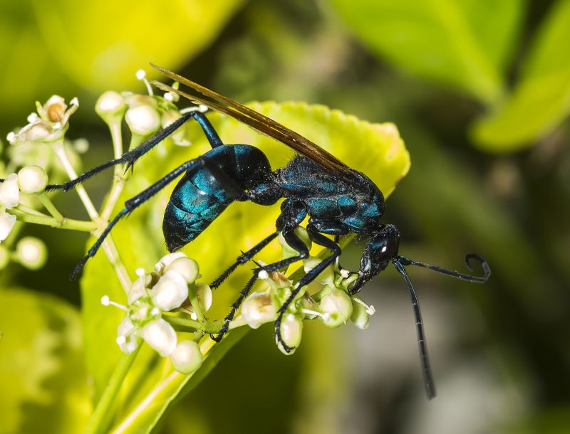 Tarantula Hawk Control