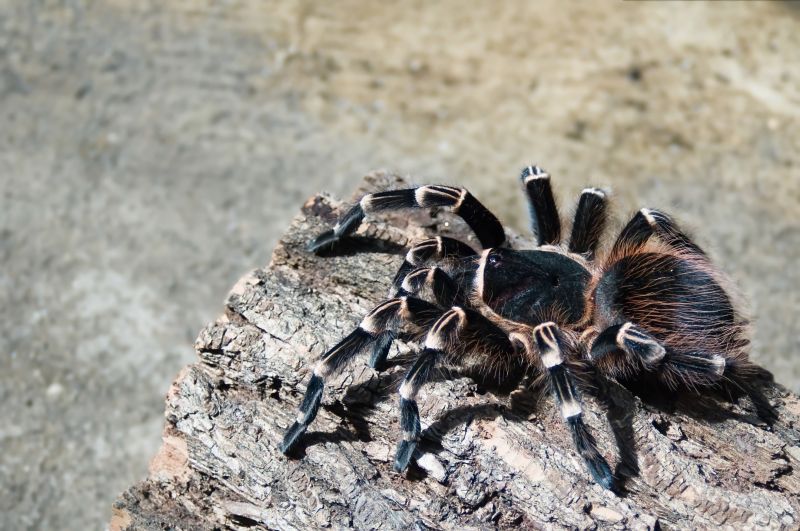 Tarantula Hawk Control