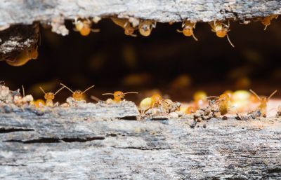 Termite Fumigation in Katy, TX