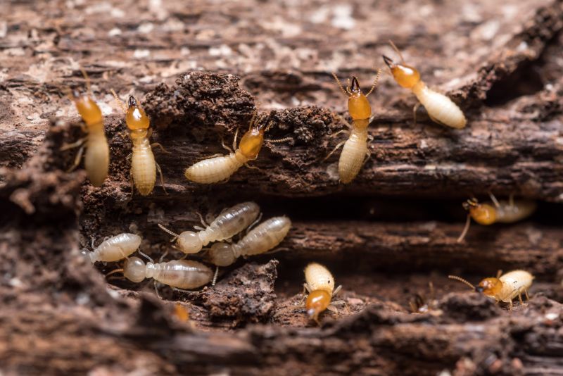 Termite Treatment Service in Katy, TX