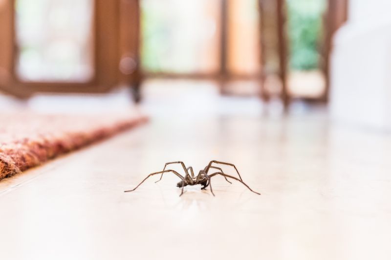 Trapdoor Spider Extermination in Frisco, TX